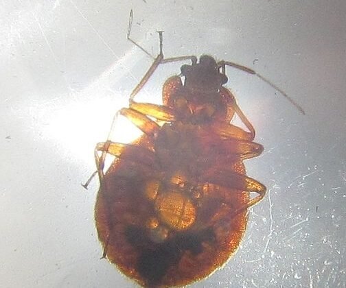 featured image - How to Find a Bed Bug Exterminator: The Ultimate Guide