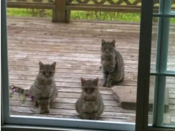 featured image - Patio Door Frame Replacement Cost What You Need to Know