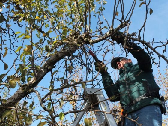 featured image - When is the Best Time to Prune a Dogwood Tree?