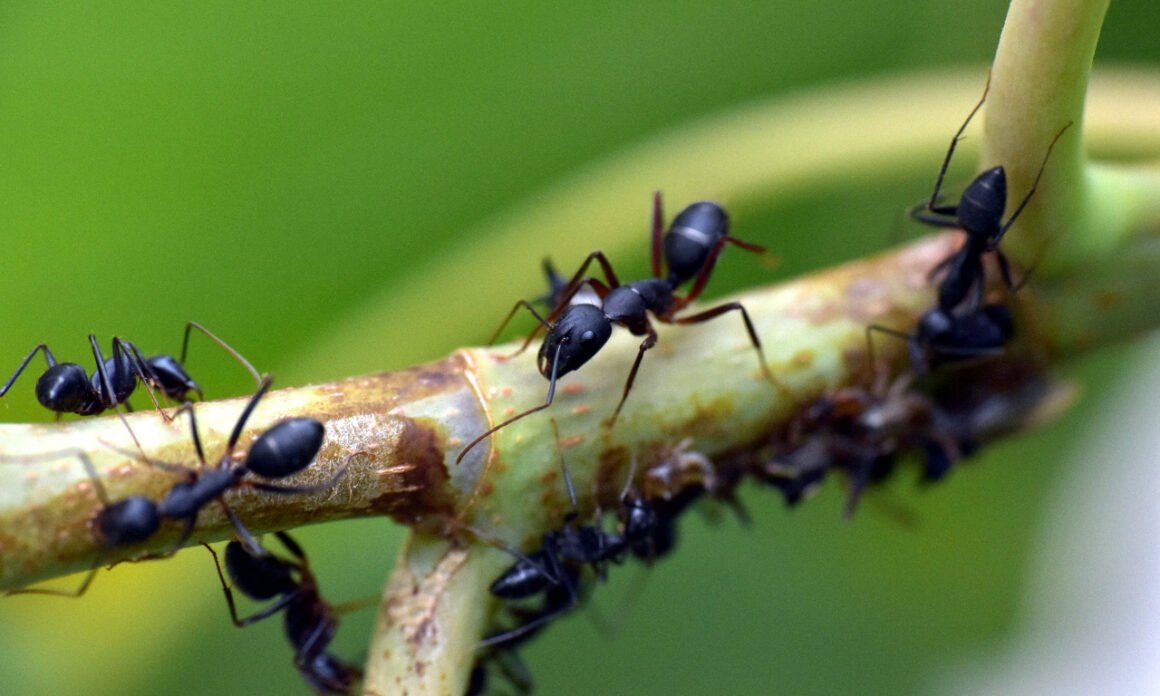 featured image - Are Ants Dangerous to Plants A Gardener's Guide