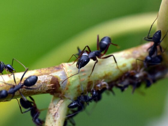 featured image - Are Ants Dangerous to Plants A Gardener's Guide
