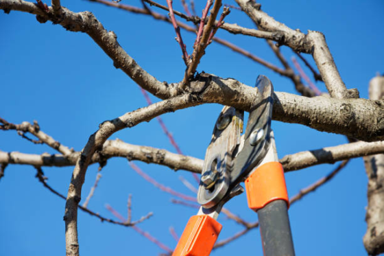 featured image - How Improper Pruning Techniques Can Kill Your Trees?