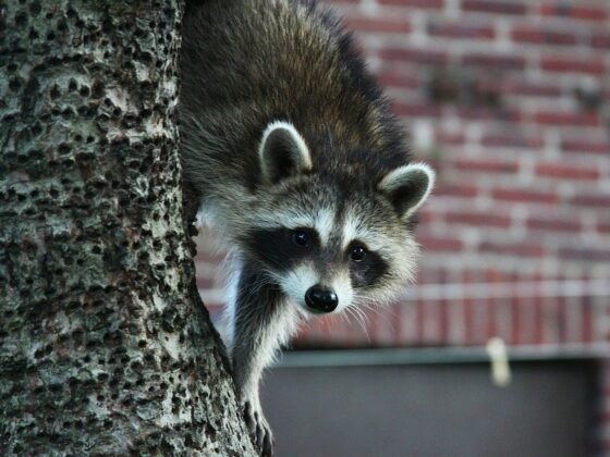 featured image - Raccoons: Why they are Pests, and How You Can Deal with Them