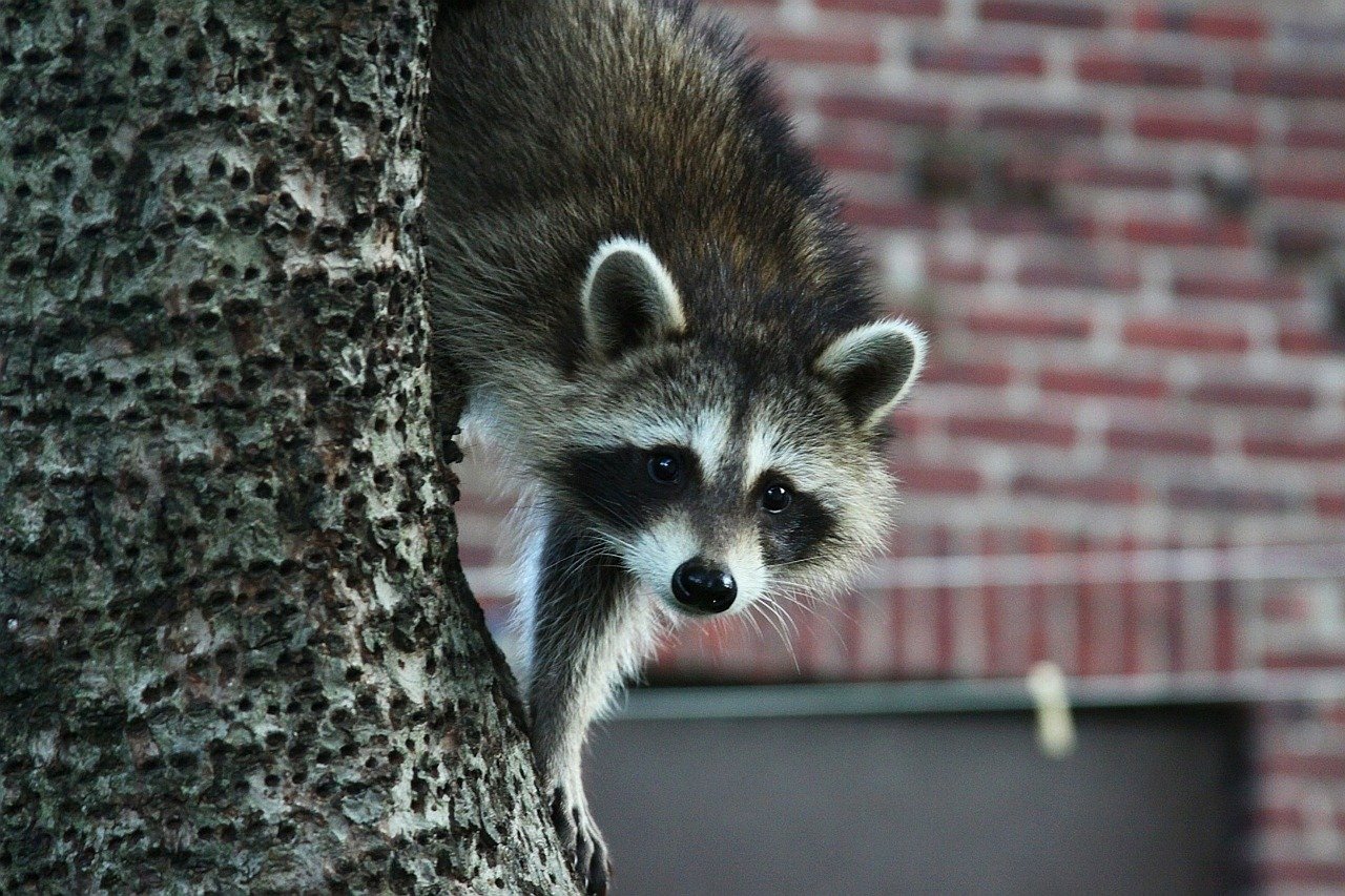 featured image - Raccoons: Why they are Pests, and How You Can Deal with Them