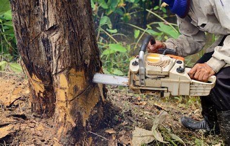Reasons to Hire Tree Service Company image - Reasons to Hire Tree Service Company
