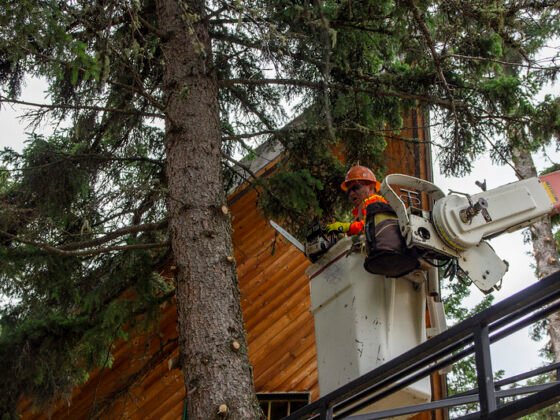 featured image - The Benefits of Hiring a Professional Tree Surgeon