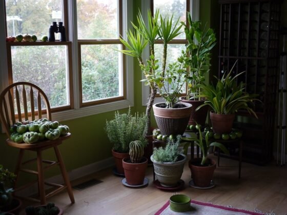 featured image - The Benefits of Houseplants: How Having Houseplants Can Benefit You