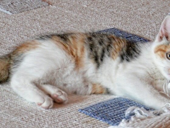 featured image - Top Pet Odor Removal Tips That You Should Know