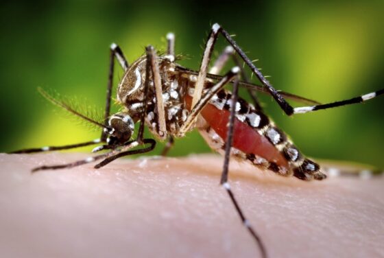 featured image - What is the Most Effective Mosquito Control?