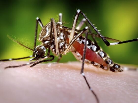 featured image - What is the Most Effective Mosquito Control?