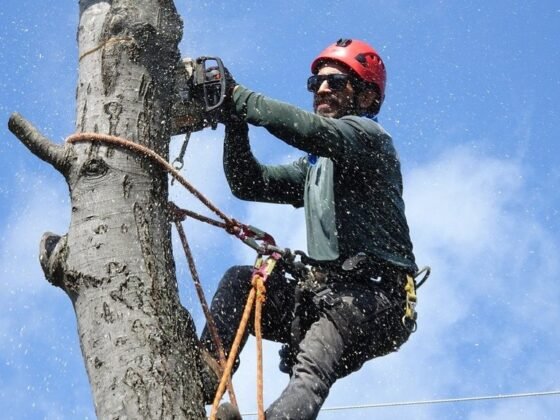 featured image - When Do You Need Tree Removal Phoenix a Pro Guide