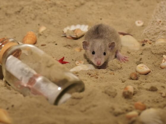 featured image - 4 Reasons Why You Should Never Poison Rats