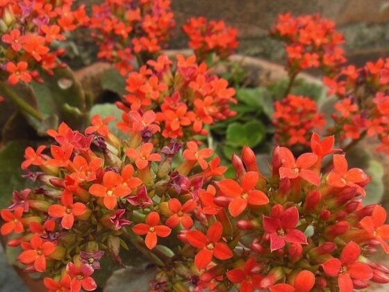 featured image - 5 Tips to Help You Take Care of Your Flaming Katy Plant