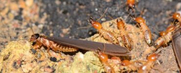 featuired image - Termites Treatment How Difficult Are Termites to Treat