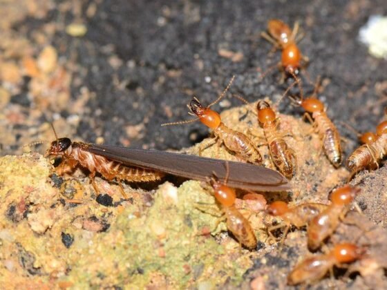 featuired image - Termites Treatment How Difficult Are Termites to Treat
