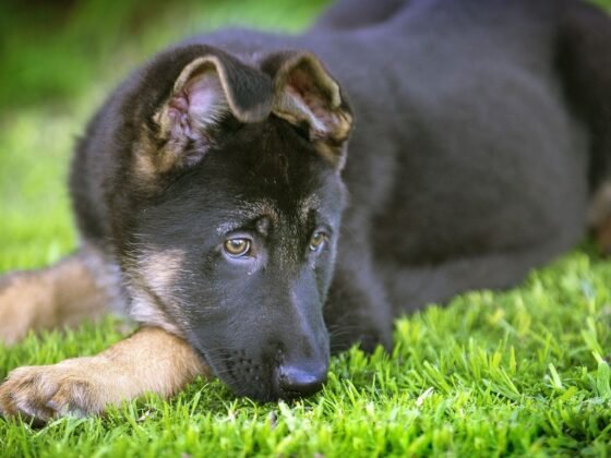 featured image - Top 7 Benefits Artificial Turf Can Offer Dog Owners