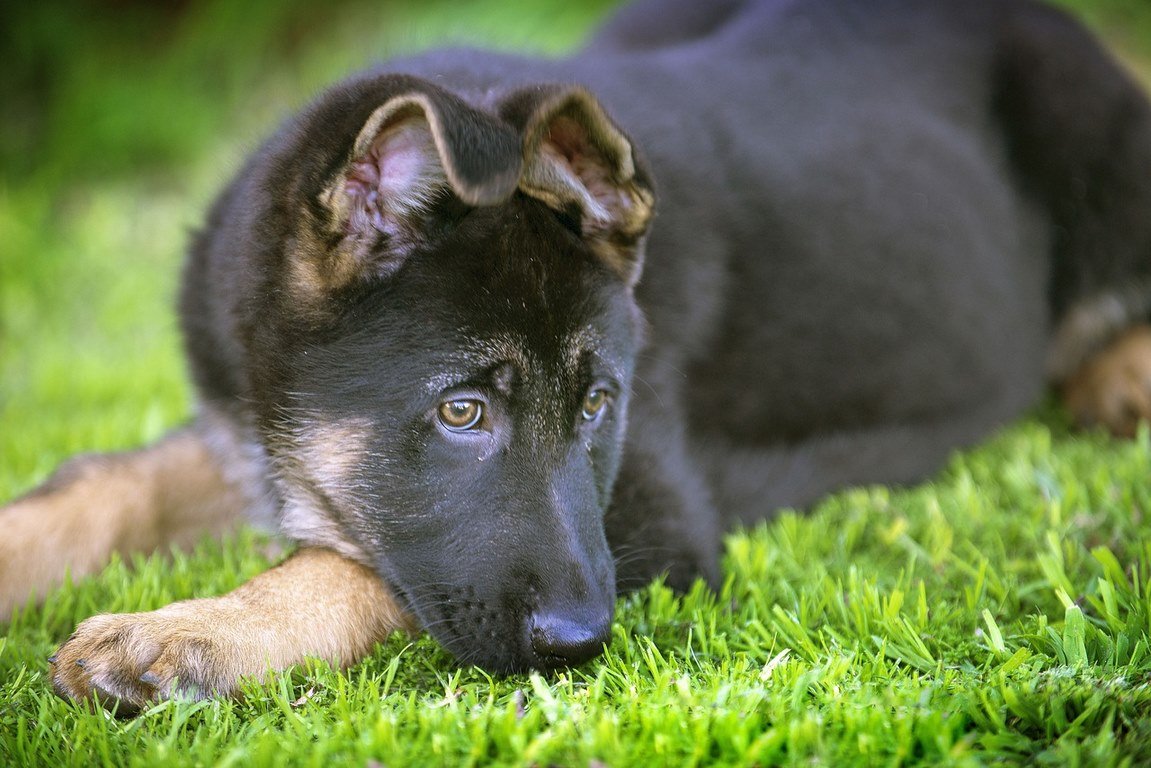 Top 7 Benefits Artificial Turf Can Offer Dog Owners image - Top 7 Benefits Artificial Turf Can Offer Dog Owners
