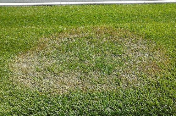 featured image - What Are the Common Lawn Diseases?