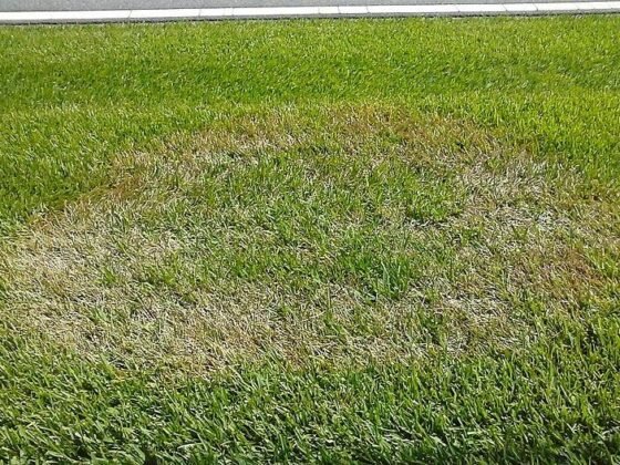 featured image - What Are the Common Lawn Diseases?