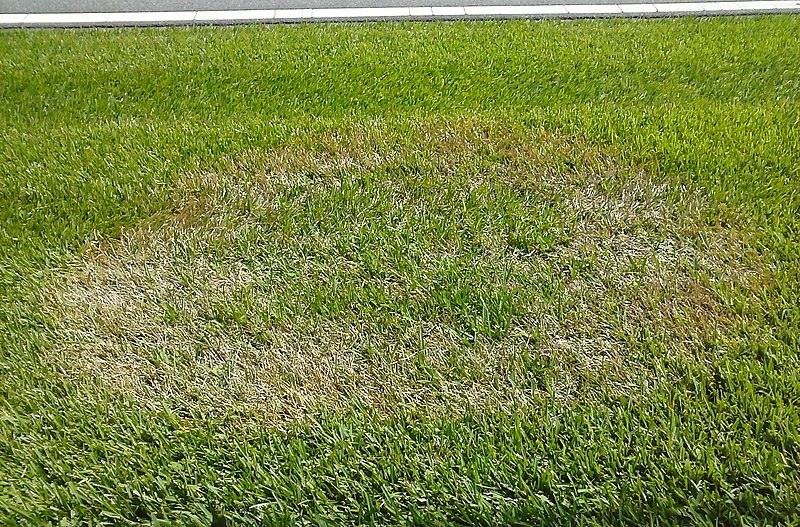 image - What Are the Common Lawn Diseases?