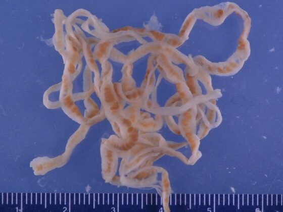 featured image - What are Parasites and How Can They Affect You