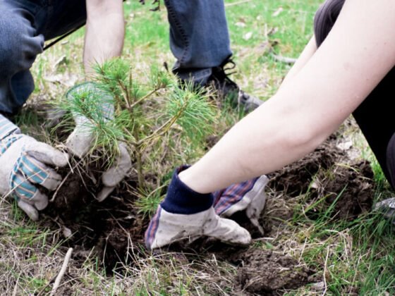 featured image - 5 Simple Gardening Tips for Beginners