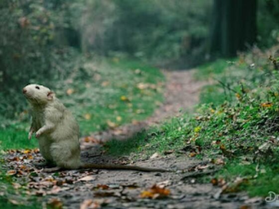 featured image - Are DIY Pest Control Methods Worth Using