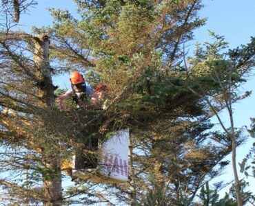 featured image - Choosing A Quality Tree Surgeon