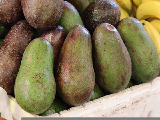 featured image - The Importance of Magnesium in the Body