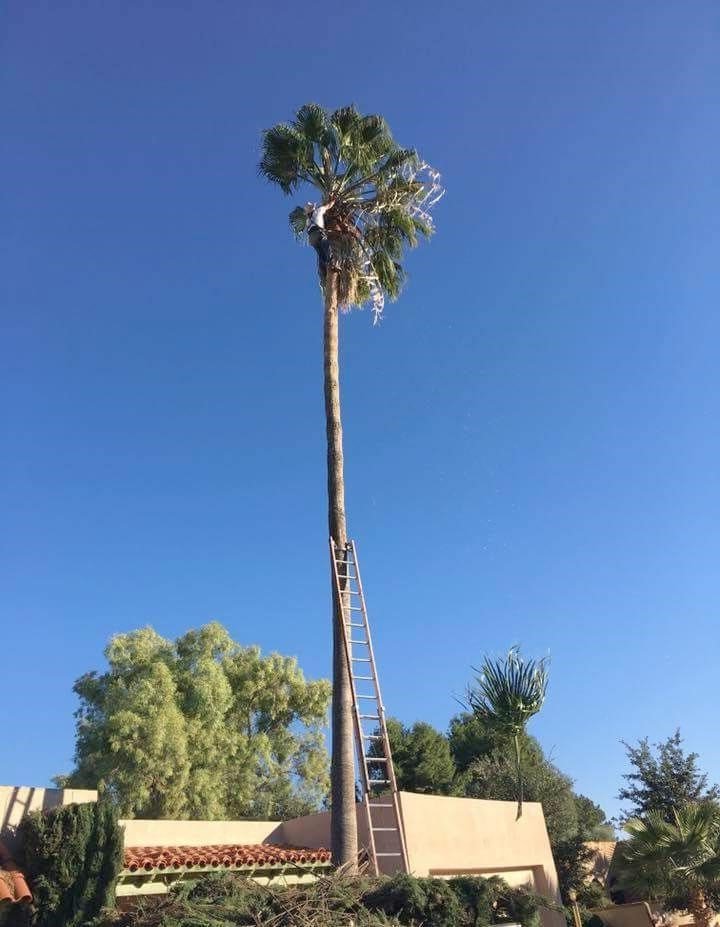 Plam tree removal melbourne image - Plam tree removal melbourne