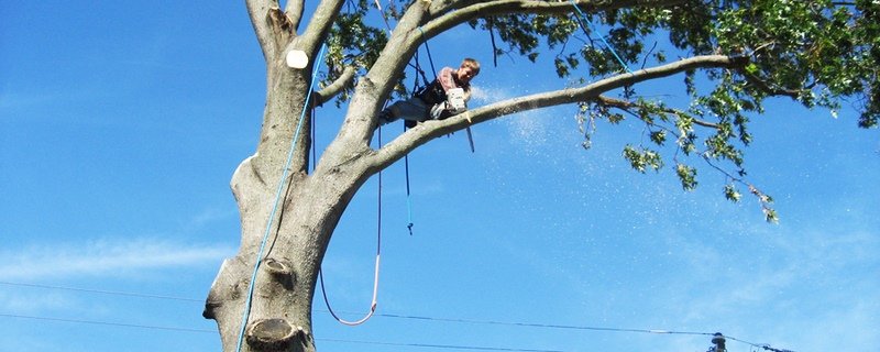 7 Questions to Ask When Hiring Tree Care Services image - 7 Questions to Ask When Hiring Tree Care Services