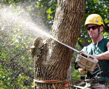 featured image - Arborist Services: Cost, Services and More