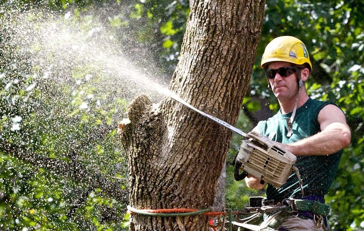 Arborist Services: Cost, Services and More image - Arborist Services: Cost, Services and More
