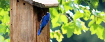 featured image - Bluebird House Guide 101- Best Plan in 2022