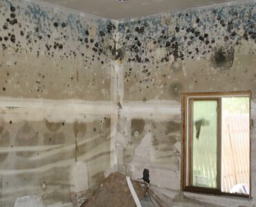 featured image - How Much Does Mold Remediation Cost?