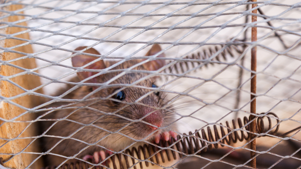 image - How to Trap Rats and Mice