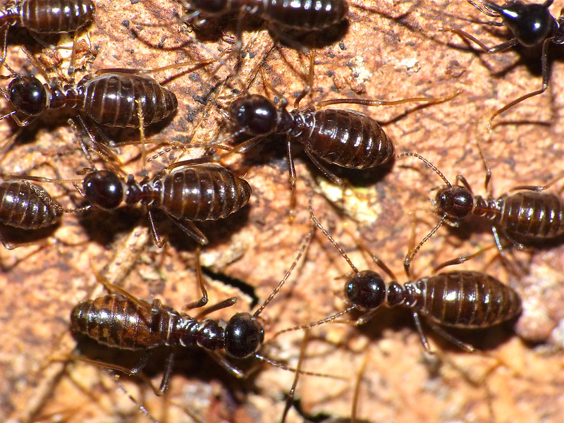 featured image - How to Treat Drywood Termites