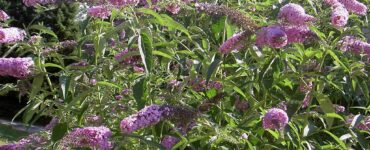 featured image - Learn How You Can Grow a Buddleia Bush