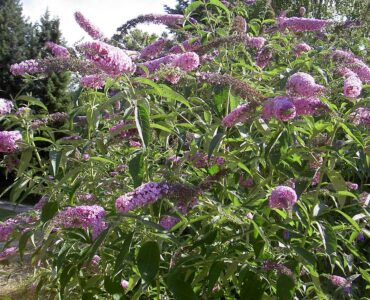 featured image - Learn How You Can Grow a Buddleia Bush