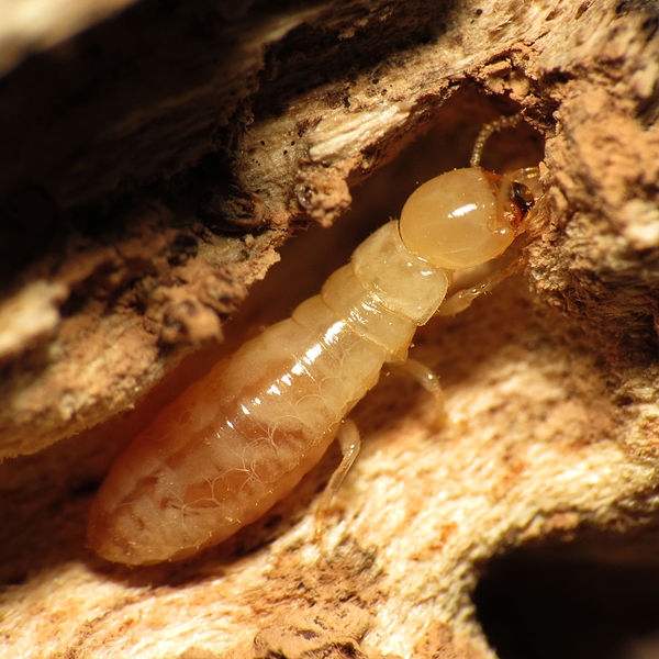 image - How To Detect and Prevent Termites with Termite Inspections Adelaide