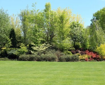 featured image - How to Care for Trees and Shrubs