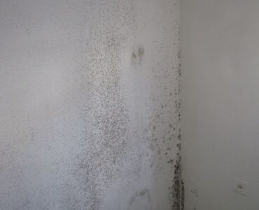 featured image - What's the Reason for Harmful Mold Growth in Your House and How to Get Rid of It