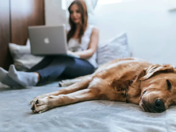 Prevent pet stains from ruining your home.