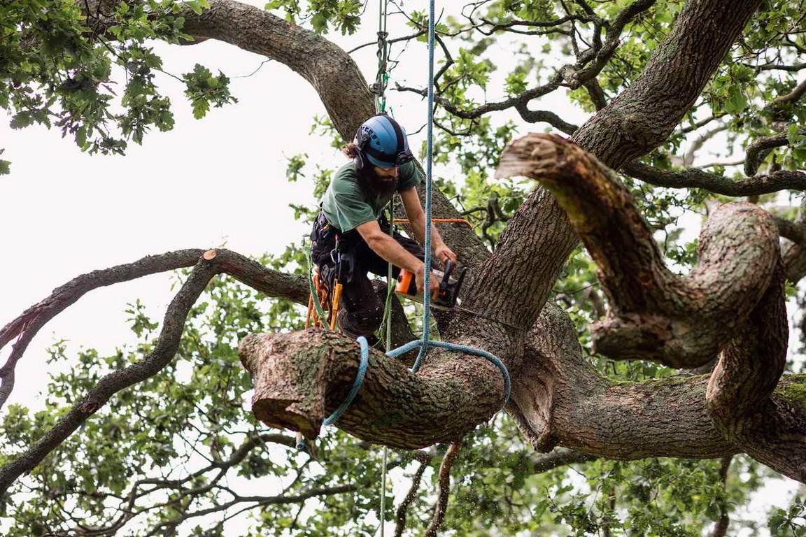 How Do You Know When It's Time to Cut Down a Tree? image - How Do You Know When It's Time to Cut Down a Tree?