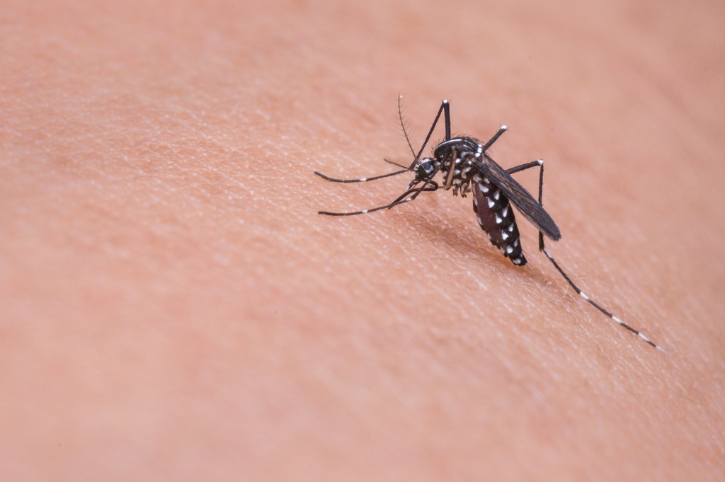 featured image - How to Stop Mosquito Bites from Itching