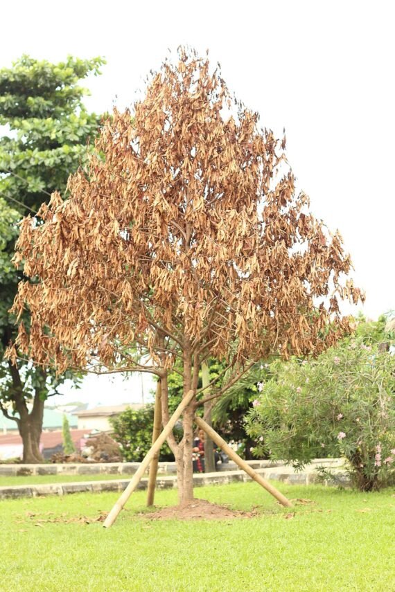 5 Signs a Dead Tree Can’t Be Saved