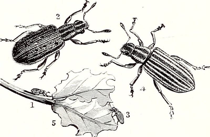 image - The Ultimate Tips for Getting Rid of Weevils from Your Garden