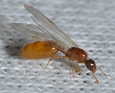 featured image - Termite Swarmers vs. Flying Ants What’s the Difference