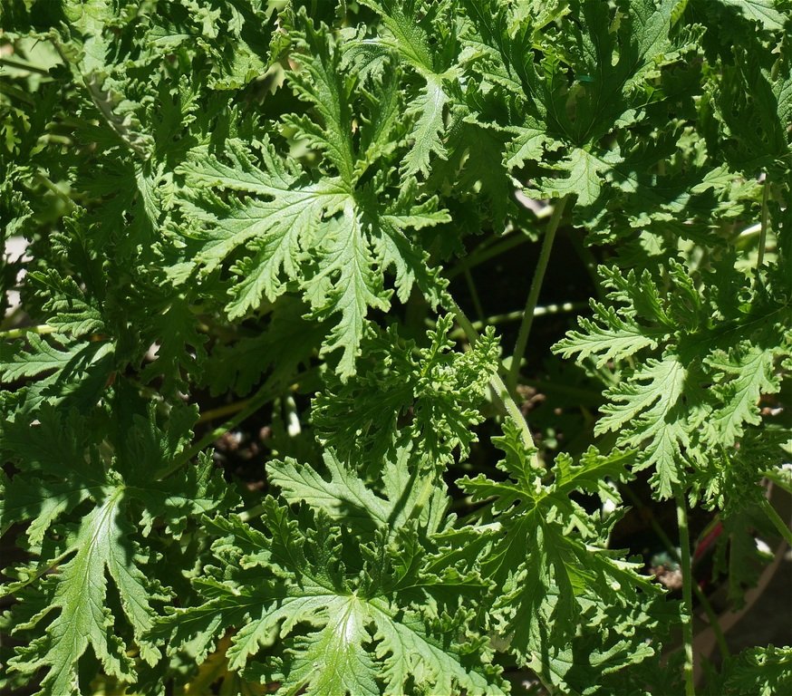 How To Grow a Citronella Plant image - How To Grow a Citronella Plant