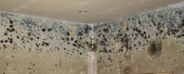 featured image - How to Test Your Home for Mold